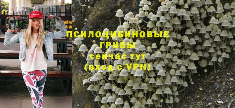 Псилоцибиновые грибы Psilocybe  Закаменск 